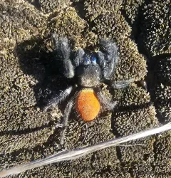 Desert Red Jumping Spider thumbnail 3