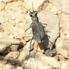 Eastern Red-bellied Tiger Beetle thumbnail 2