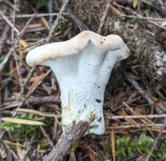 Hydnum washingtonianum thumbnail 3