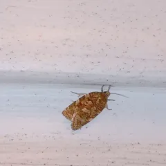 Jack Pine Budworm Moth thumbnail 4
