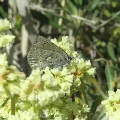Sagebrush Sooty Hairstreak thumbnail 2
