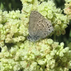 Behr's Hairstreak thumbnail 3