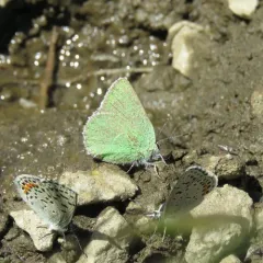 Western Green Hairstreak thumbnail 2