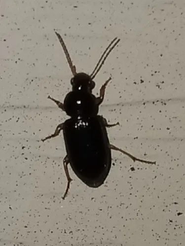 Selenophorus hylacis