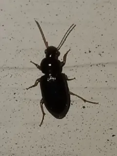 Selenophorus hylacis thumbnail 1