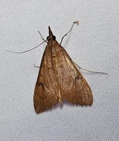 Genista Broom Moth thumbnail 4