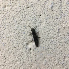 Ocypus nitens thumbnail 3