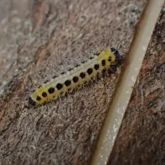 hairy poplar sawfly thumbnail 3