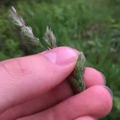 orchard grass thumbnail 3