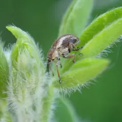 Scotch broom seed weevil thumbnail 1
