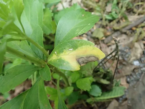 Pachysandra Leaf Blight