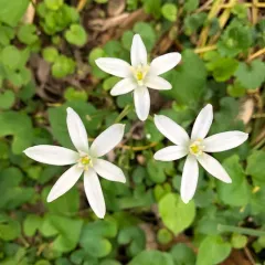 common star-of-Bethlehem thumbnail 1