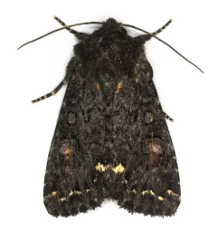 Melanchra pulverulenta thumbnail 4