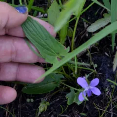 Arrowleaf Violet thumbnail 2