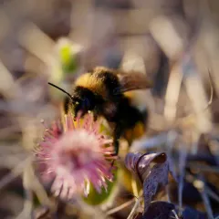 Polar Bumble Bee thumbnail 4