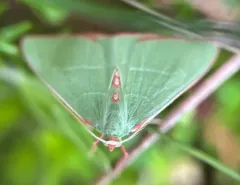 Red-fronted Emerald thumbnail 4