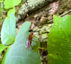 Suillia quinquepunctata thumbnail 3