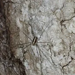 Caddo agilis thumbnail 2