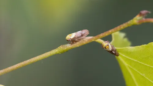 Oncopsis flavicollis