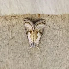 Formosa Looper Moth thumbnail 4