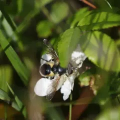 Confusing Wood Fly thumbnail 3
