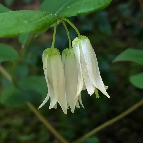 largeflower fairybells