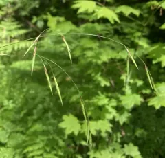 Alaska Oniongrass thumbnail 2