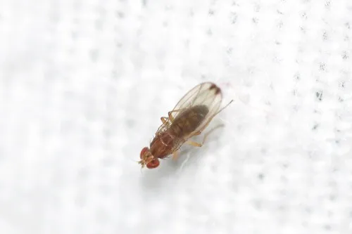 Scaptomyza adusta