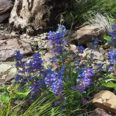 Alberta Beardtongue thumbnail 2