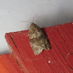 Large Aspen Tortrix thumbnail 3