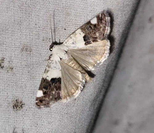 Tarache toddi
