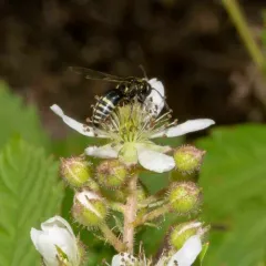 Bicyrtes ventralis thumbnail 3