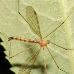 Elephantomyia westwoodi thumbnail 3