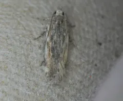 Filatima epulatrix thumbnail 3
