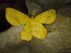 False Crocus Geometer Moth thumbnail 3