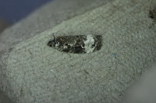 Apotomis apateticana