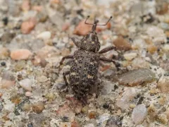 Balsam Bark Weevil thumbnail 3