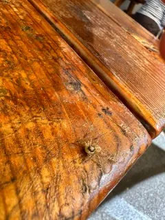 Half-edged Wall Jumping Spider thumbnail 2