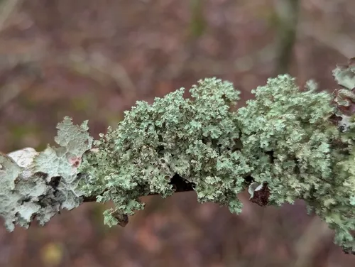 Eastern Candlewax Lichen