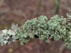Eastern Candlewax Lichen thumbnail 1