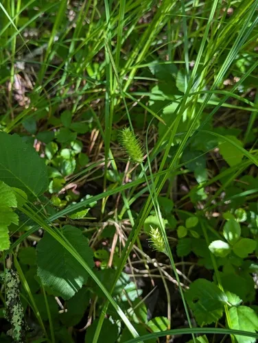 button sedge