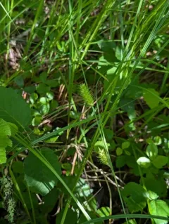 button sedge thumbnail 1
