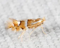 Phyllonorycter comptoniella thumbnail 2