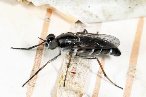 Ozodiceromyia argentata