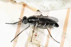 Ozodiceromyia argentata thumbnail 1