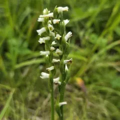 Shining Ladies' Tresses thumbnail 1