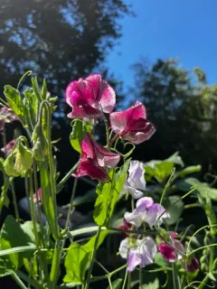 Sweet pea thumbnail 3