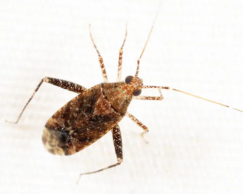 Phytocoris salicis