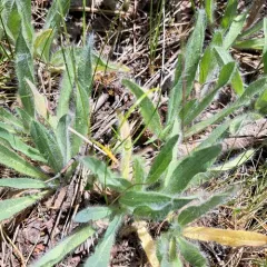western hawkweed thumbnail 3