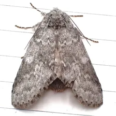 Variable Oakleaf Caterpillar Moth thumbnail 2